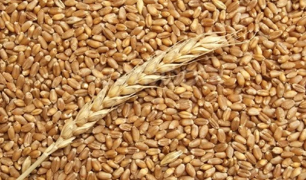 2 AYDA 1 MİLYON 528 BİN 854 TON BUĞDAY İTHAL EDİLDİ