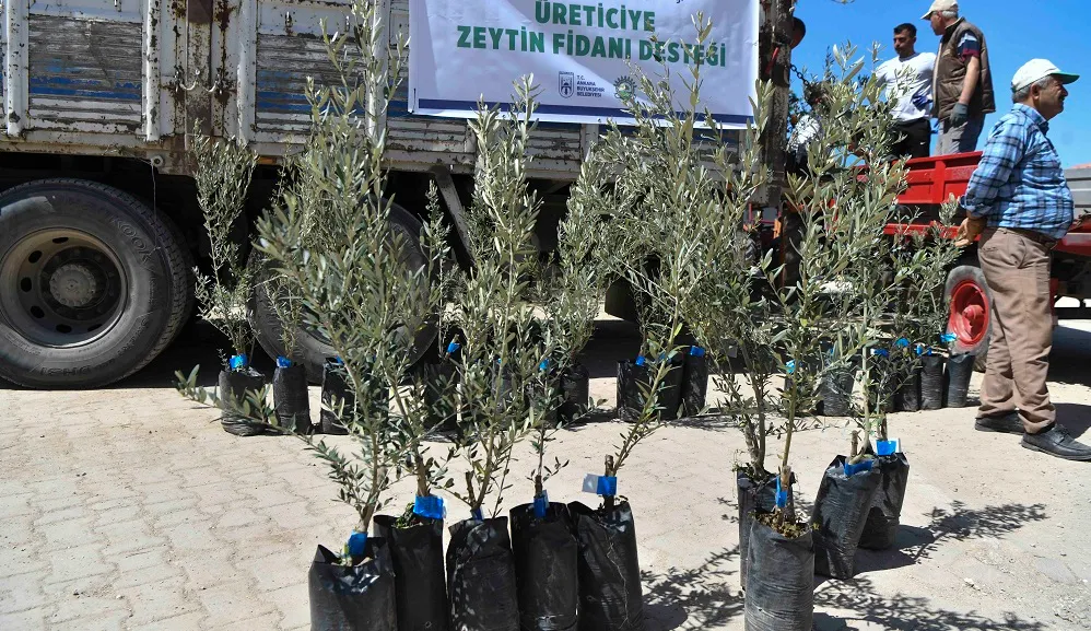 ANKARA BÜYÜKŞEHİR BELEDİYESİ’DEN ÜRETİCİLERE ZEYTİN FİDANI DESTEĞİ