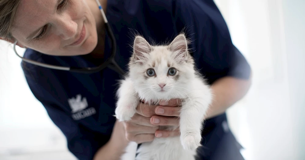 KEDİLER, 9 CANLI DEĞİLDİR!